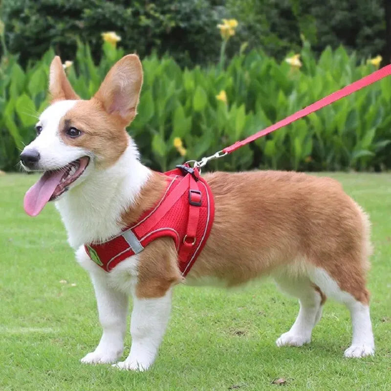 No-Pull Dog Harness & Leash Set – Breathable Mesh Vest for Small Dogs
