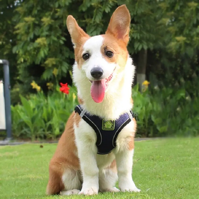 No-Pull Dog Harness & Leash Set – Breathable Mesh Vest for Small Dogs